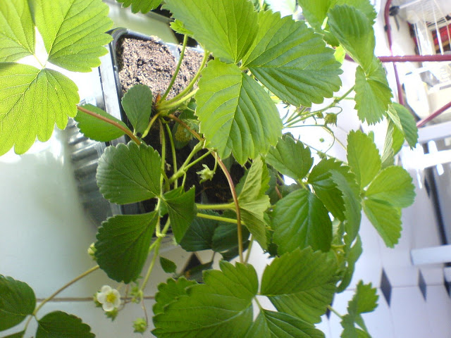 DSC01282.JPG