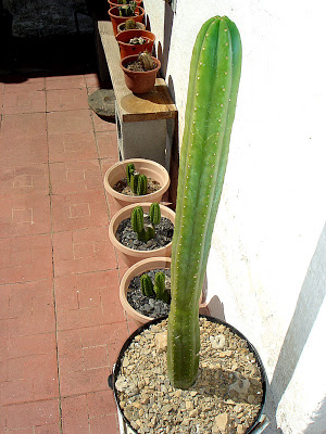 DSC01286.jpg