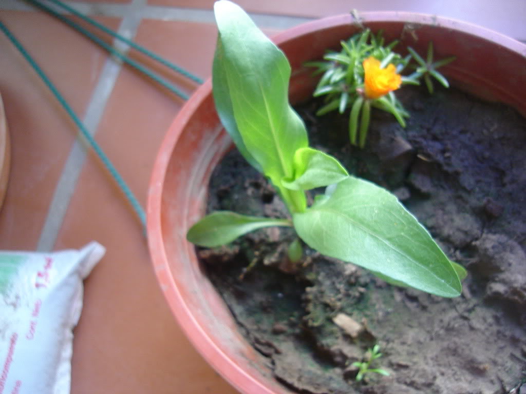 DSC01299.jpg