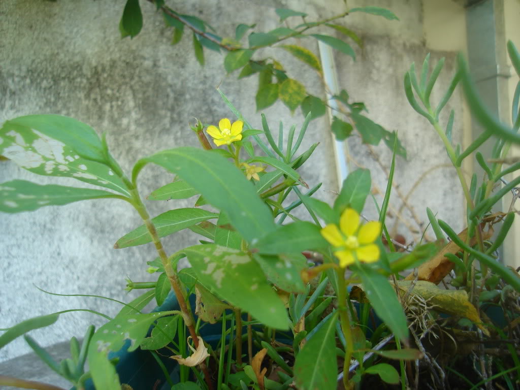 DSC01301.jpg