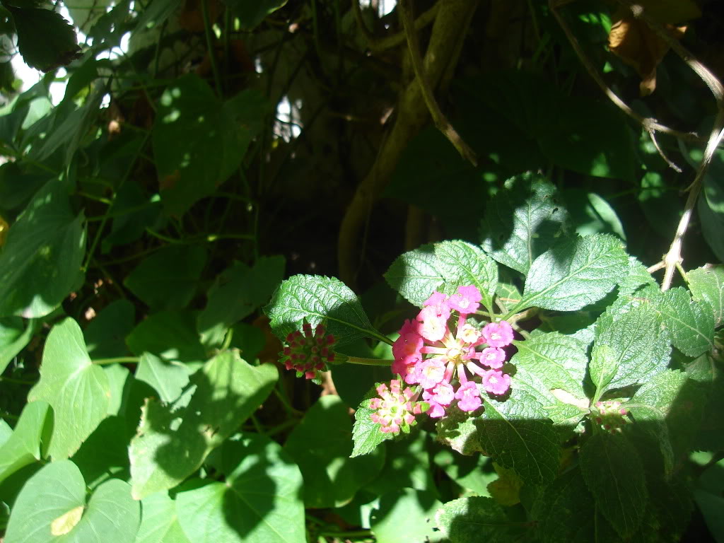 DSC01302.jpg