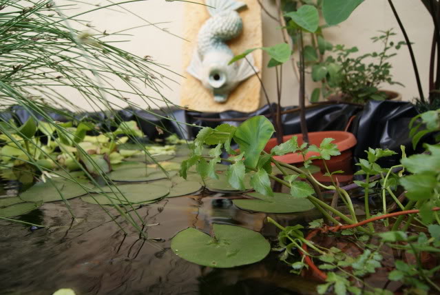 DSC01309.jpg