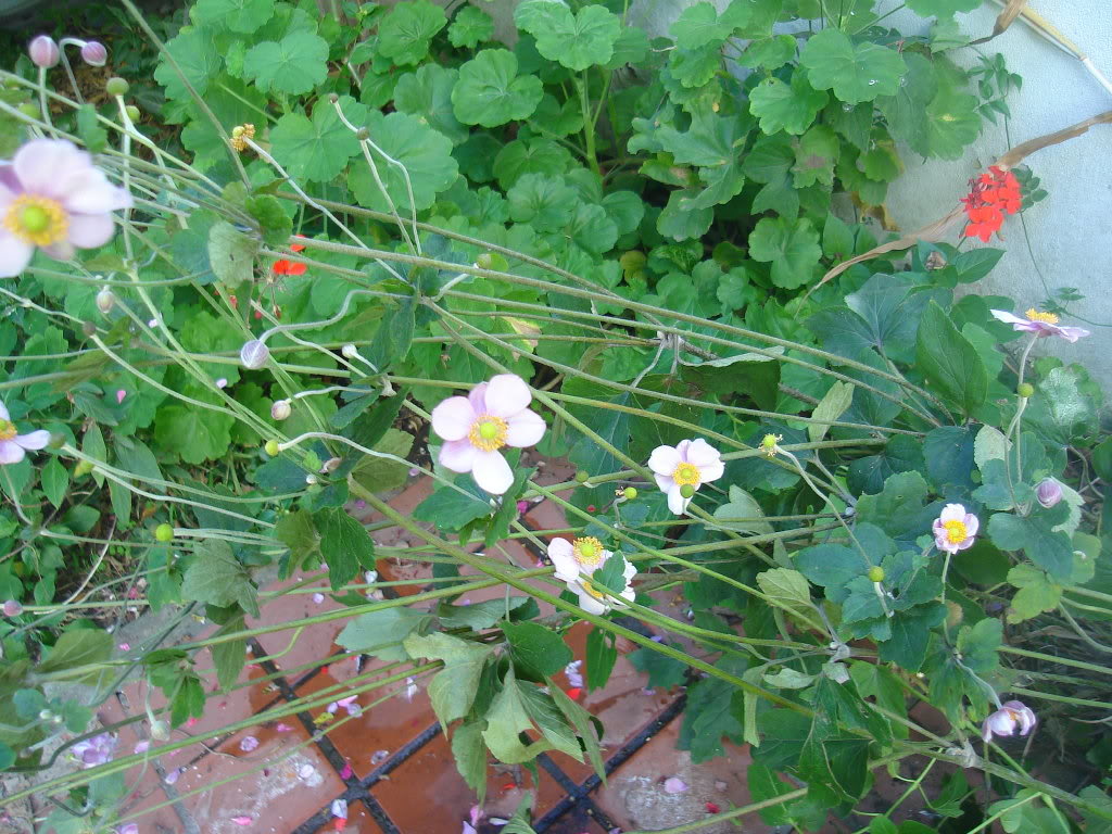 DSC01313.jpg