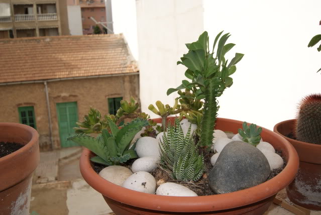 DSC01315.jpg