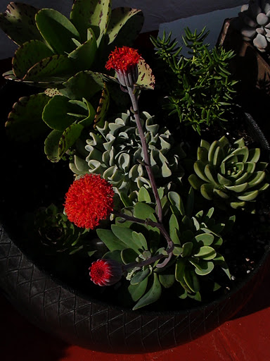 DSC01323.JPG