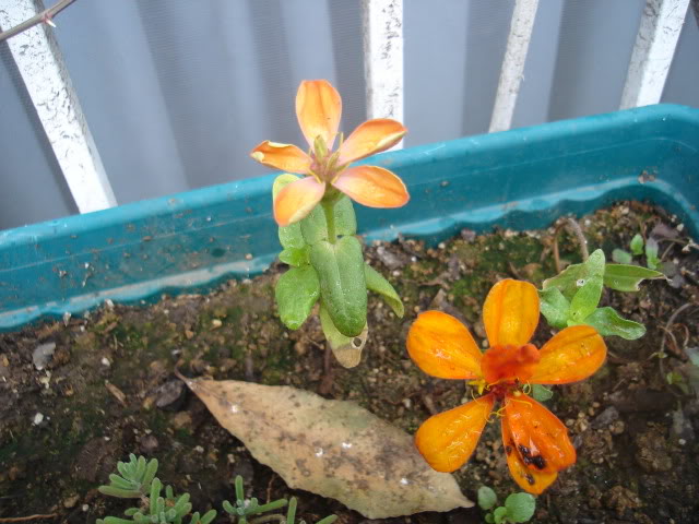 DSC01326.jpg