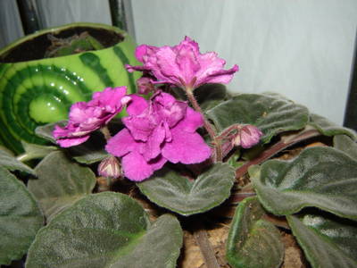 DSC01327.jpg