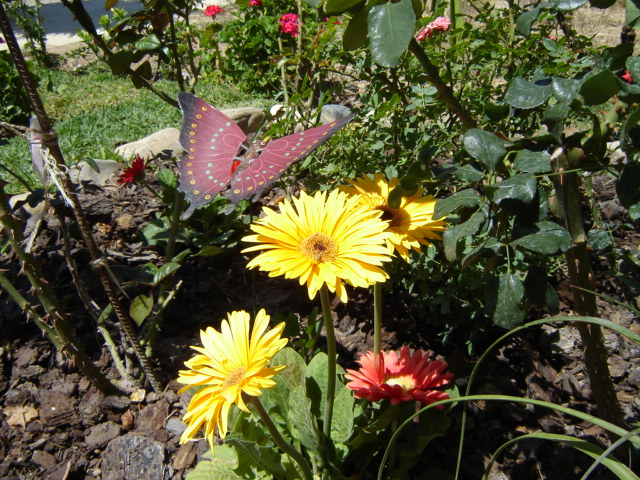 DSC01329.JPG