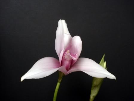 DSC01330-1.jpg