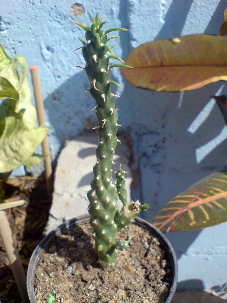DSC01330.jpg