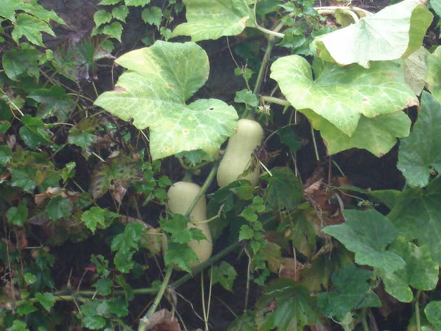 DSC01331.jpg