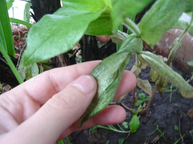 DSC01339.jpg