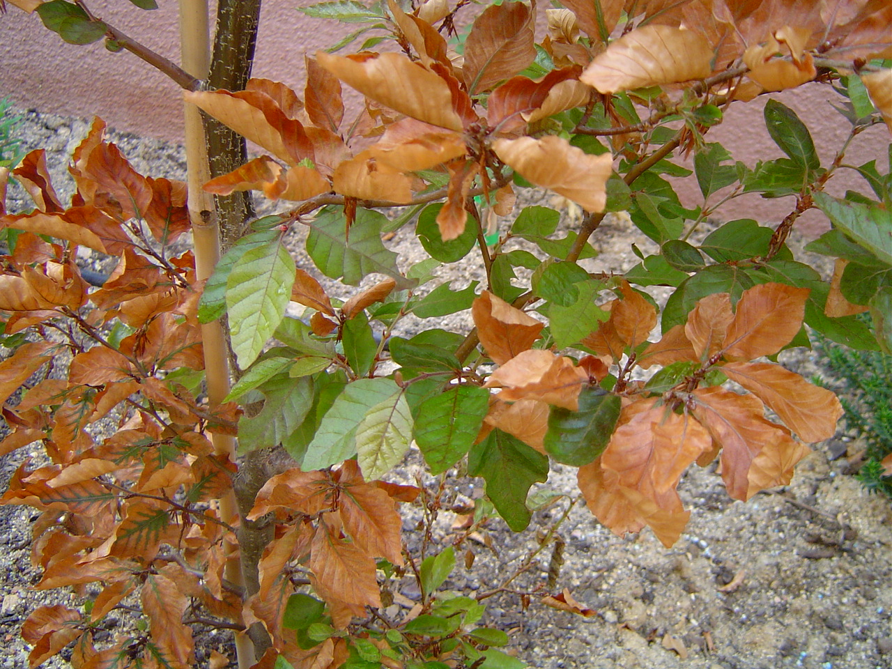 DSC01343.JPG