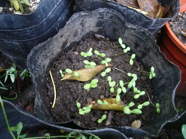 DSC01345.jpg