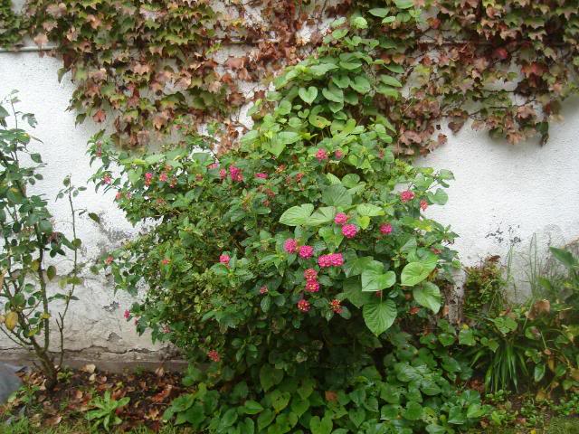 DSC01353.jpg