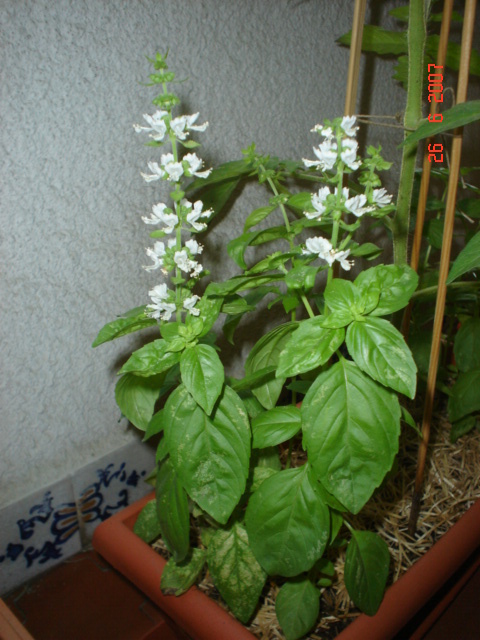 DSC01354.JPG