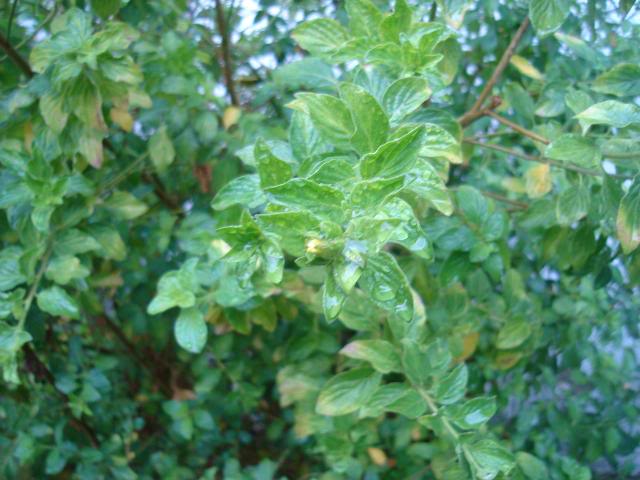 DSC01355.jpg