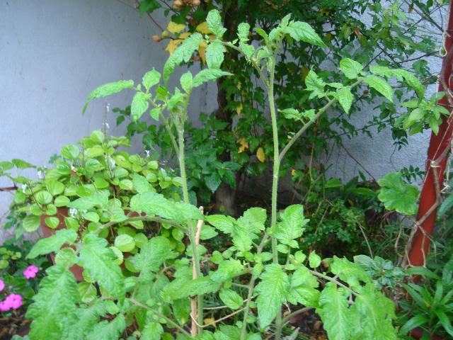 DSC01358.jpg