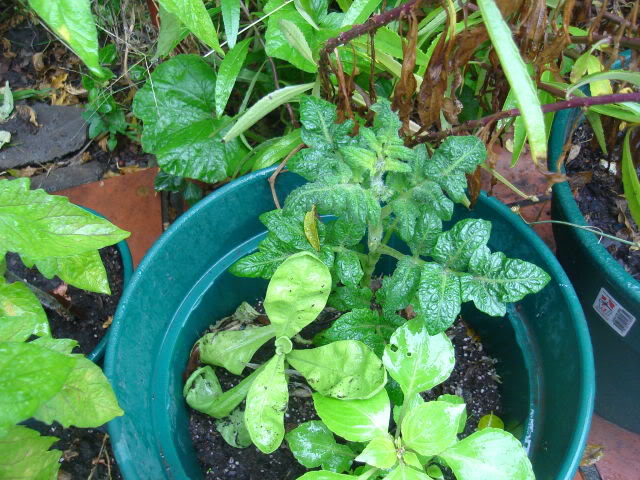 DSC01362.jpg