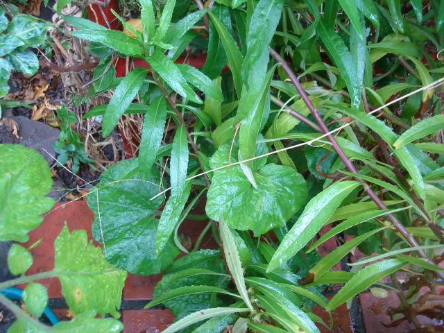 DSC01363.jpg