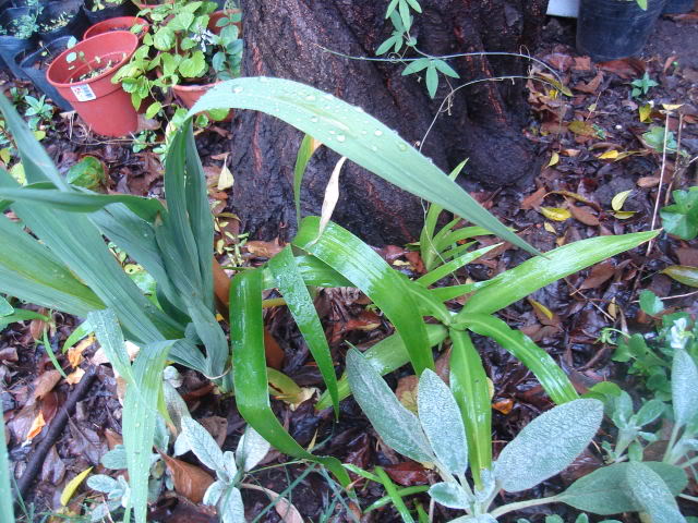 DSC01365.jpg