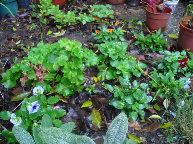 DSC01368.jpg