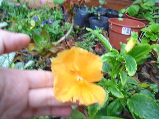DSC01369.jpg