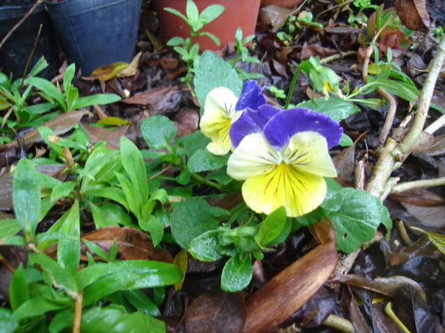 DSC01370.jpg
