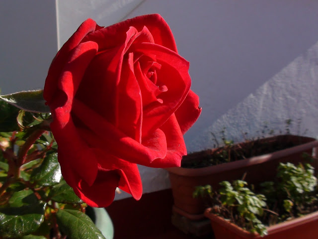 DSC01373.JPG