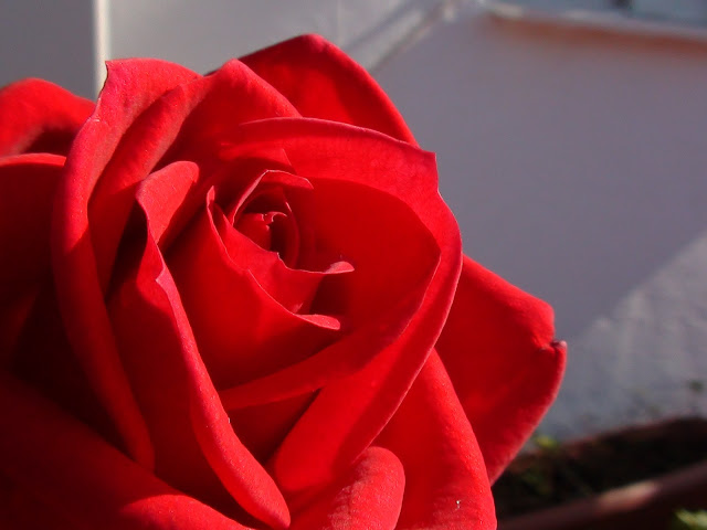 DSC01374.JPG