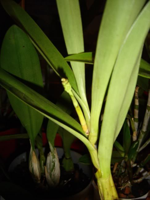 DSC01375.jpg
