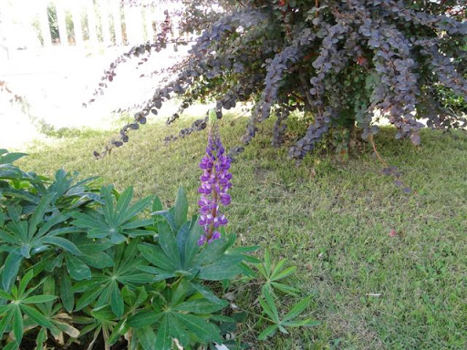 DSC01379.JPG