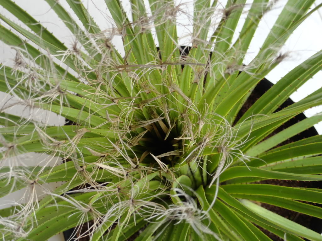 DSC01385_1.jpg