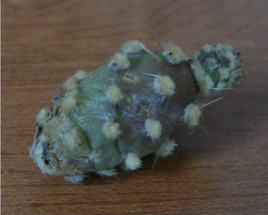 DSC01412.jpg