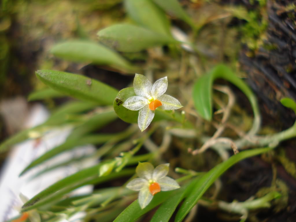 DSC01418.jpg