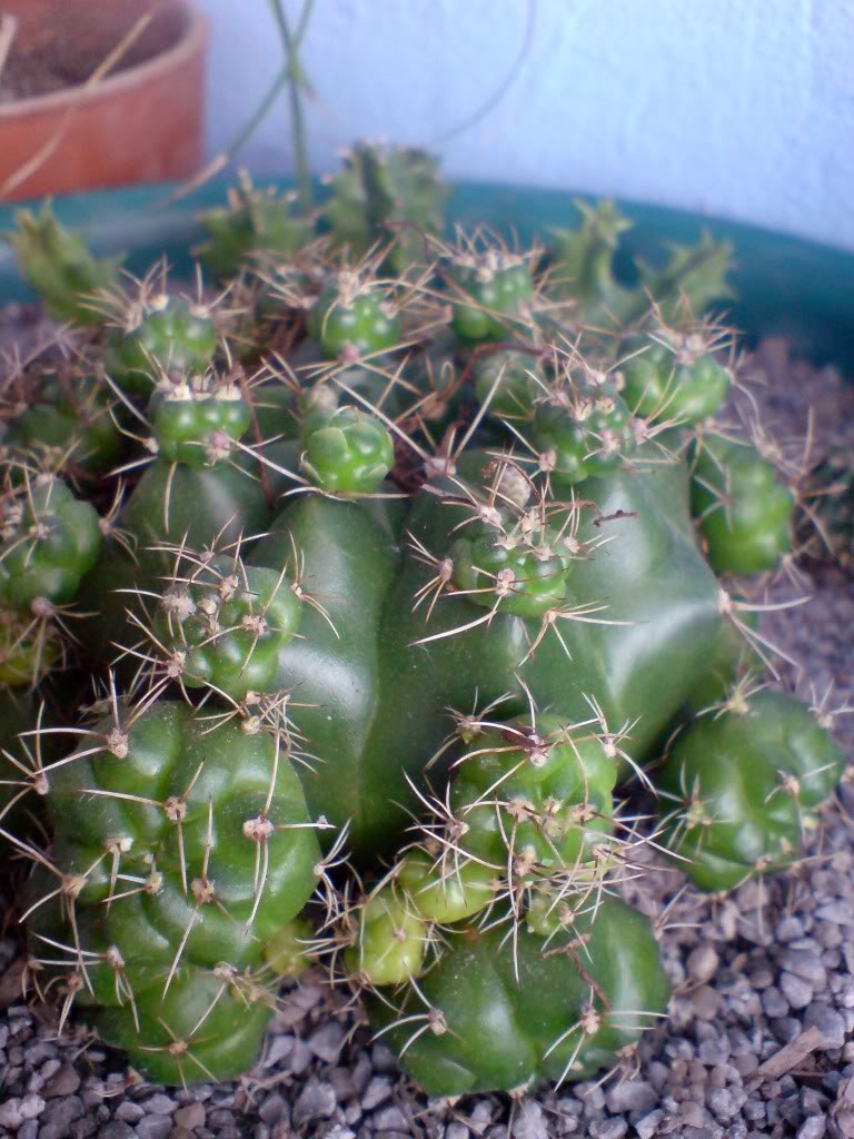 DSC01419.jpg