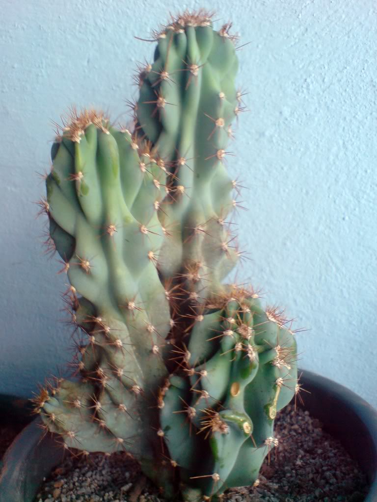DSC01423.jpg