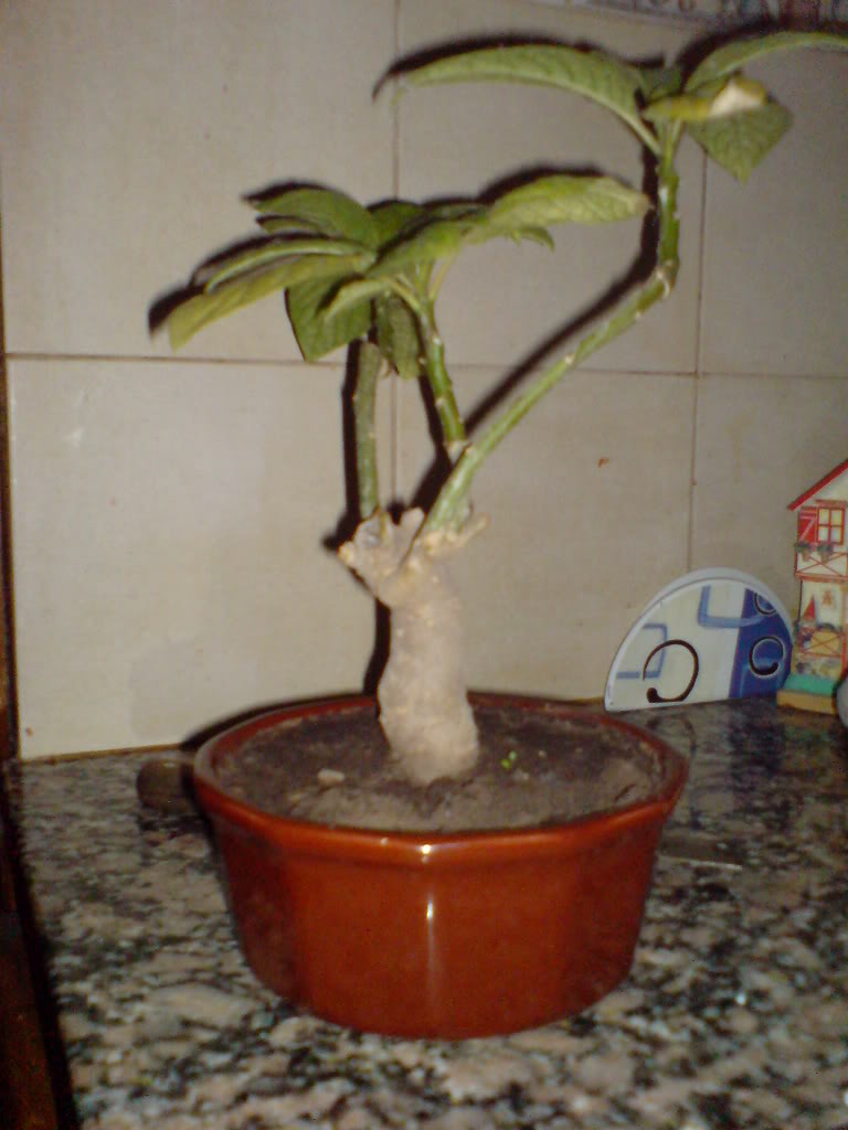 DSC01431.jpg