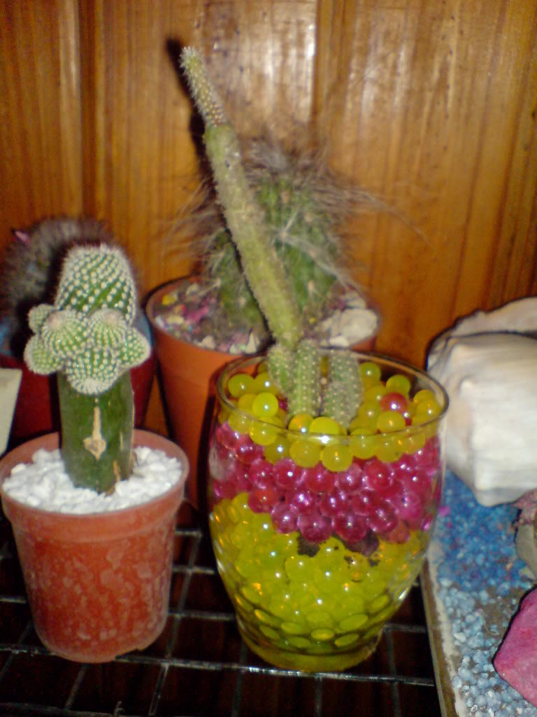 DSC01434.jpg