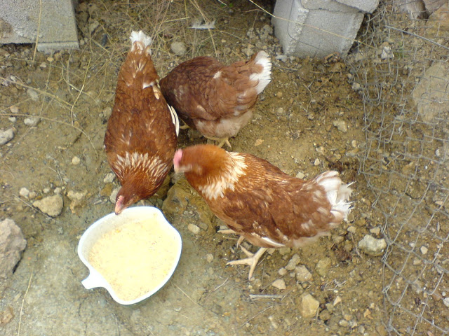 DSC01450.JPG