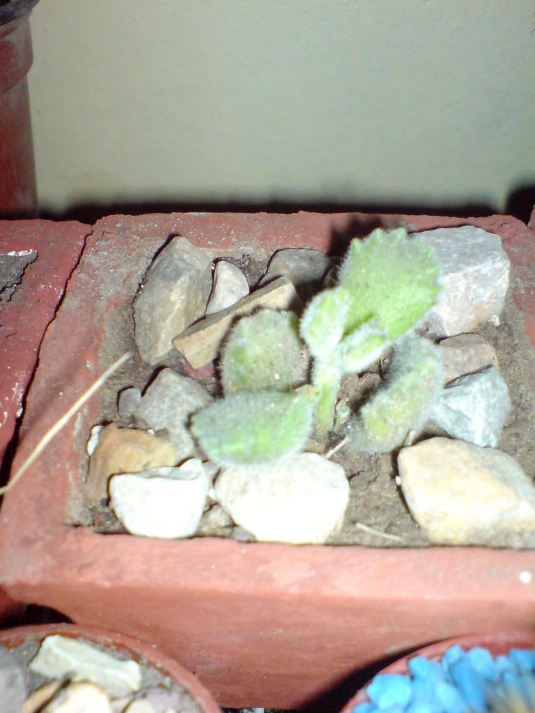 DSC01459.jpg