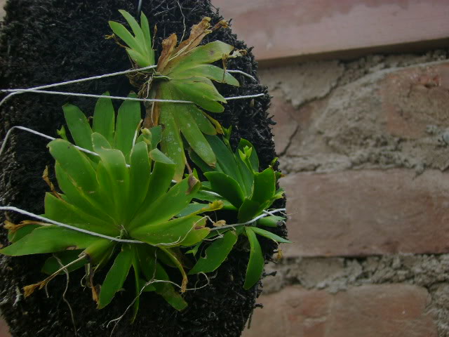 DSC01461.jpg