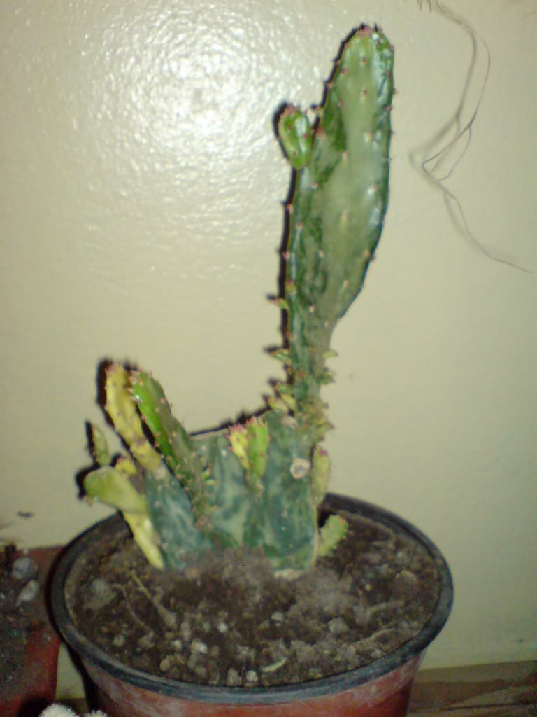 DSC01461.jpg