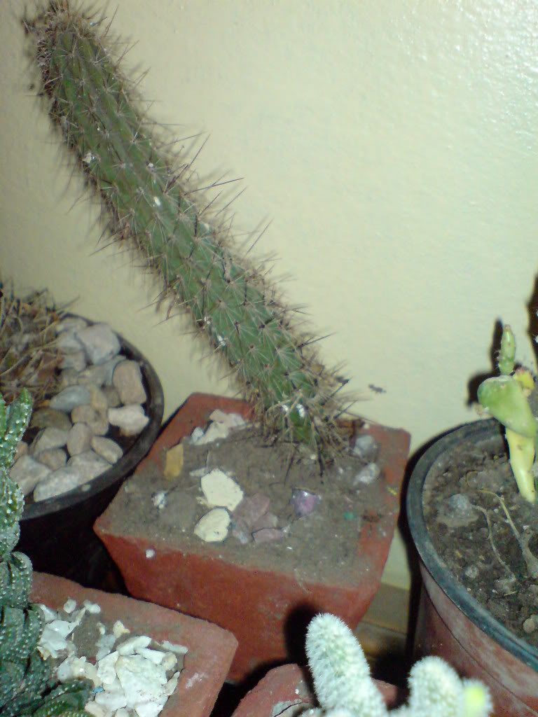 DSC01462.jpg