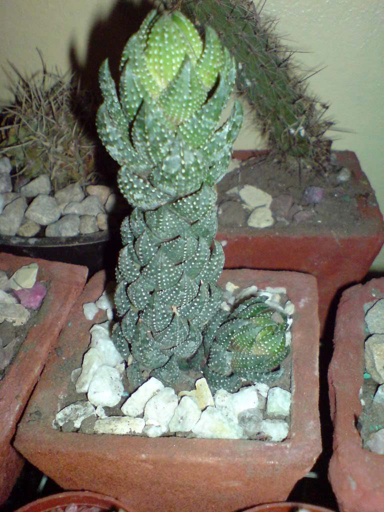 DSC01463.jpg