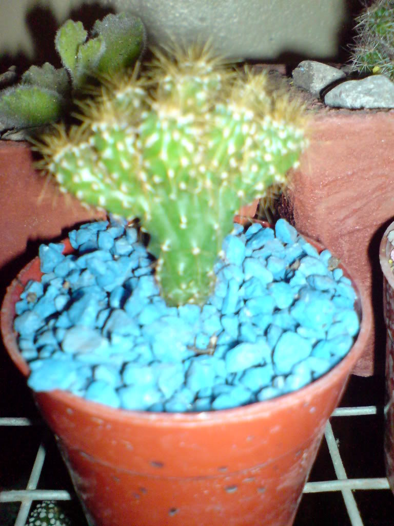 DSC01464.jpg