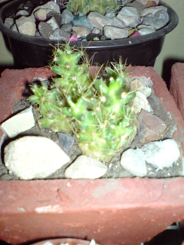 DSC01465.jpg
