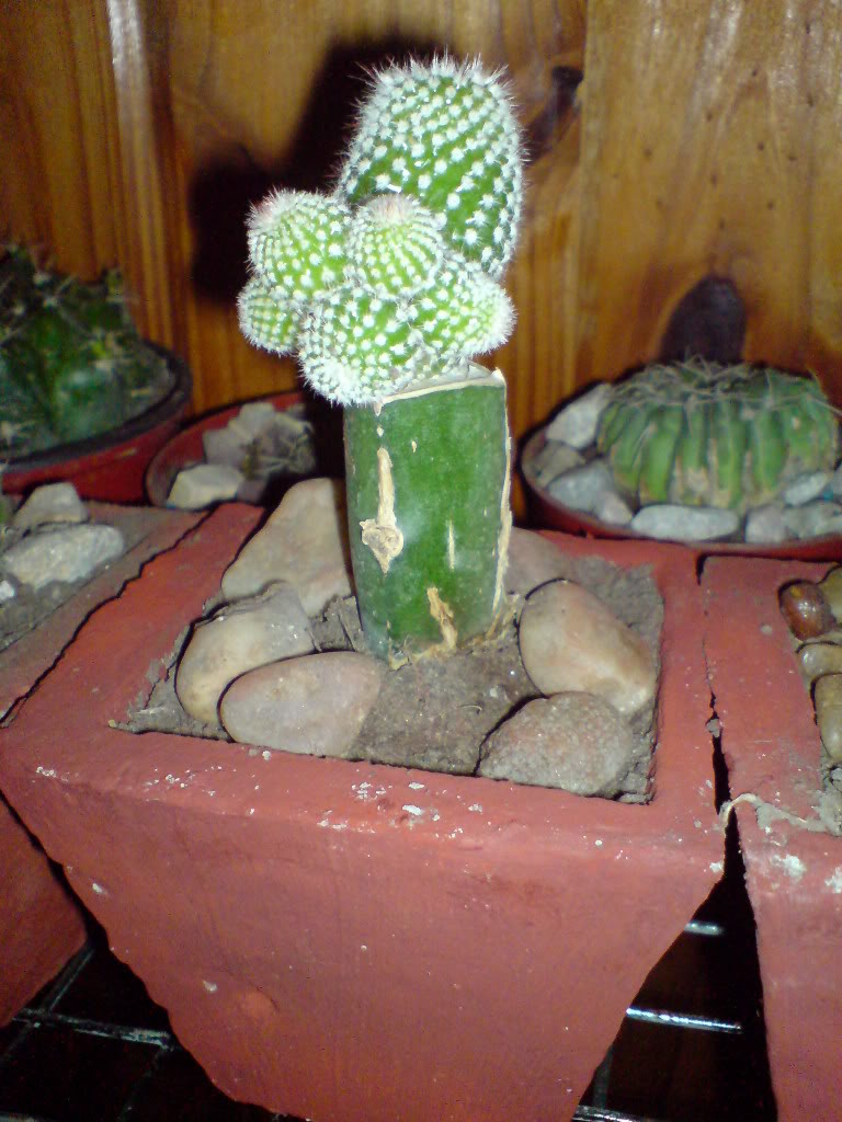 DSC01466.jpg