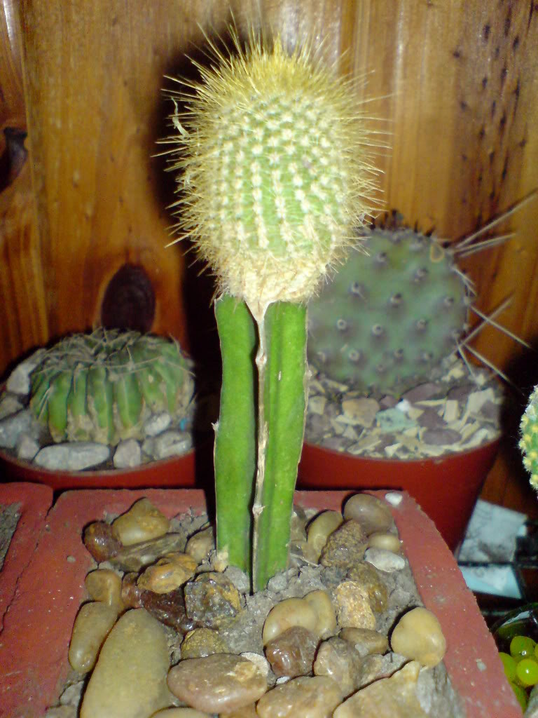 DSC01467.jpg