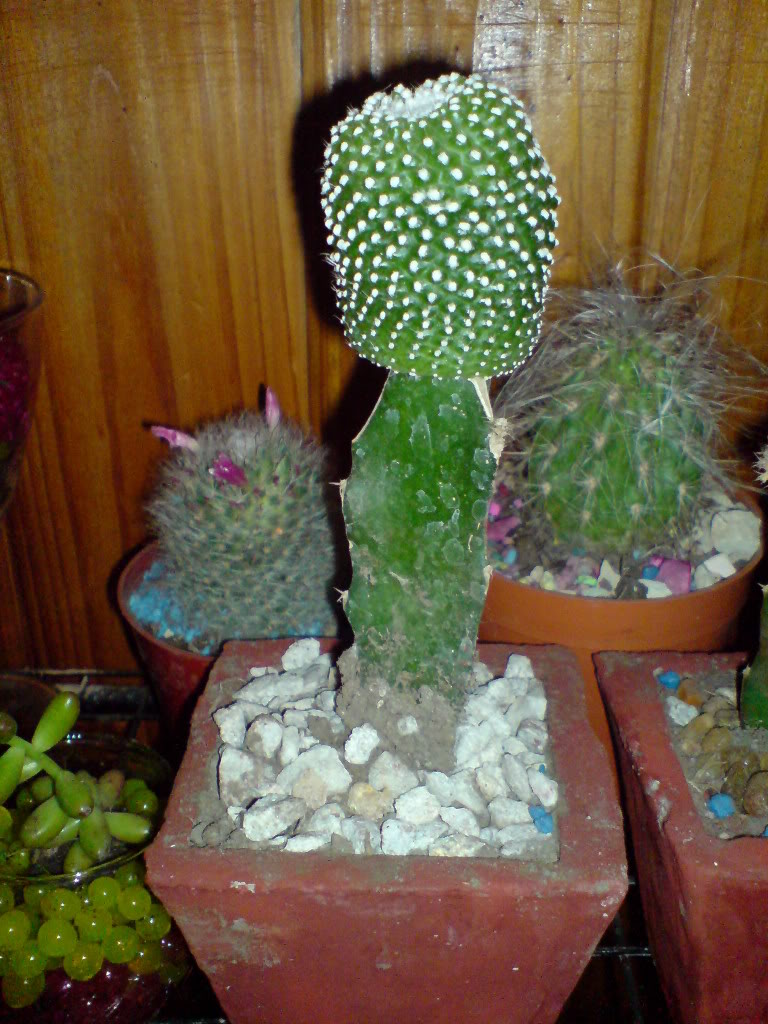 DSC01468.jpg